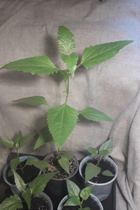 Калея закатечичи, саженцы