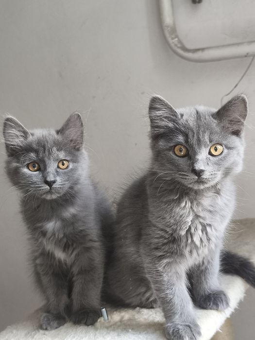 Кошенята в добрі руки, котик і киця