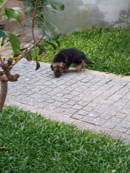 Pastor Alemão Fêmea