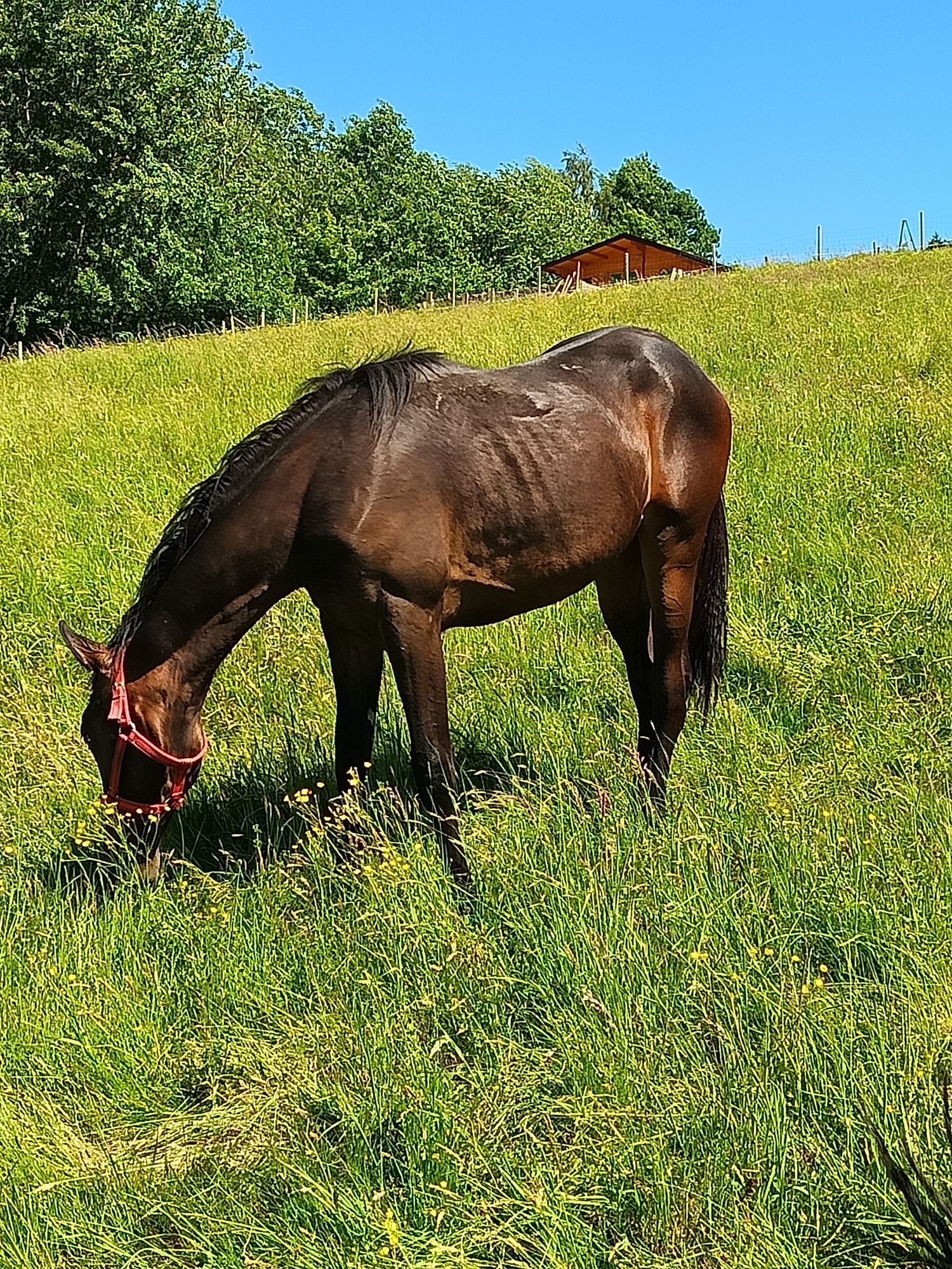 Klacz małopolska