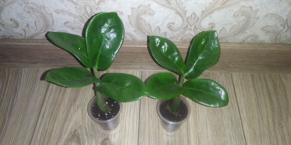 Заміокулькас Зензі