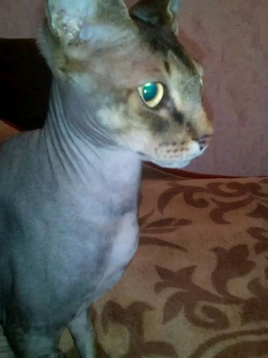 Загубився кіт породи сфінкс, хлопчик, кастрований, окрас сірий.