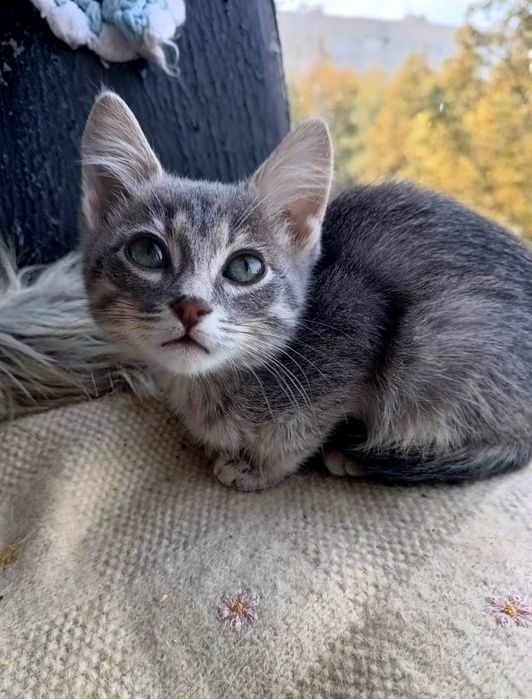 Голубой полосатый котёнок мальчик ищет дом! Котята в хорошие руки!