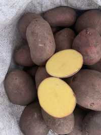 Продам картоплю велику та середню