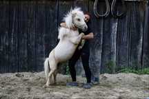 Pszczółka MINI PONY