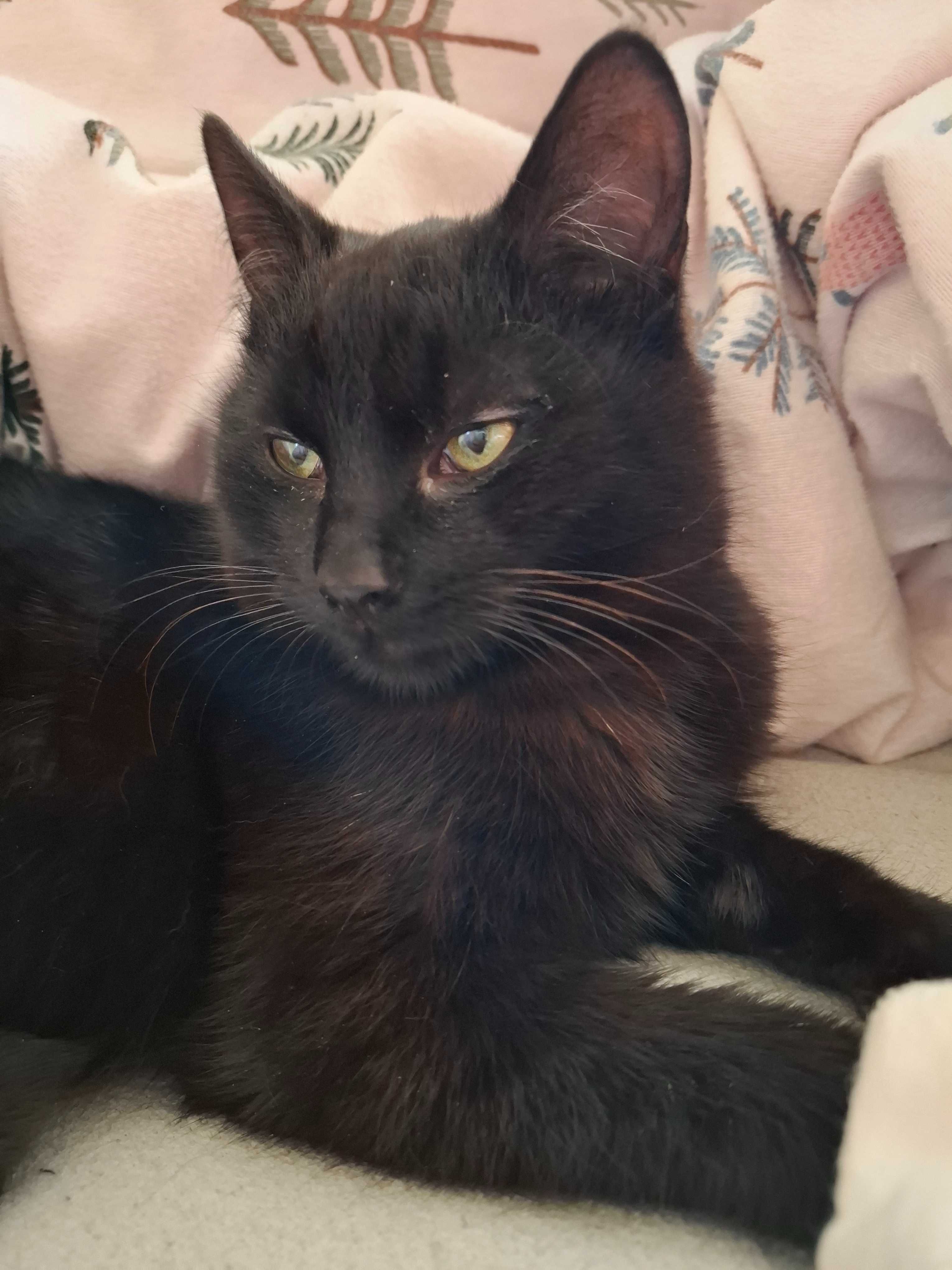 Kotek do adopcji, kocurek czarny