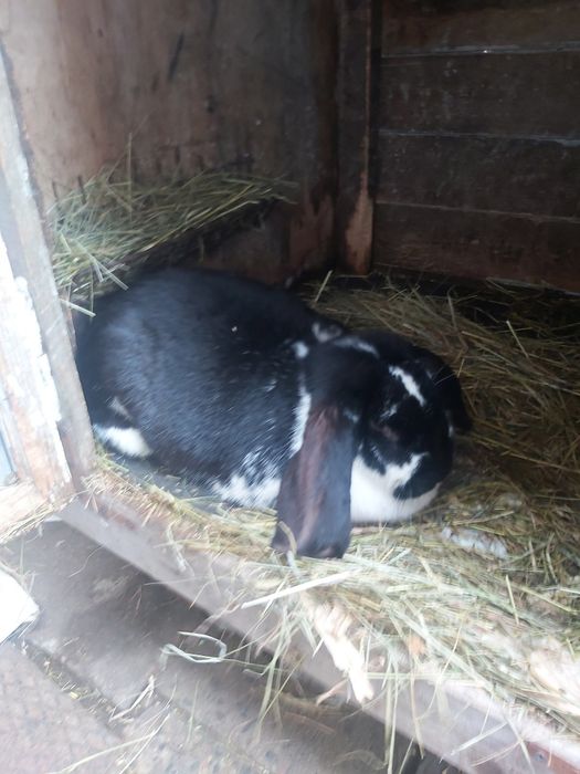 Królik ze swojej hodowli 10 tygodniowy