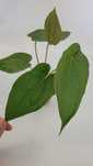 Anthurium Magnificum x Luxurians – spektakularna hybryda
