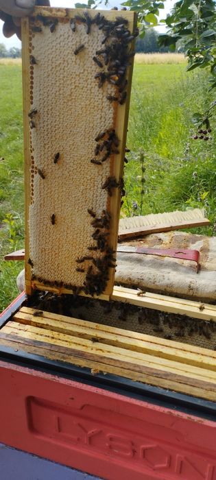 Miód prosto z Ula jesienny wrzos i nawloć