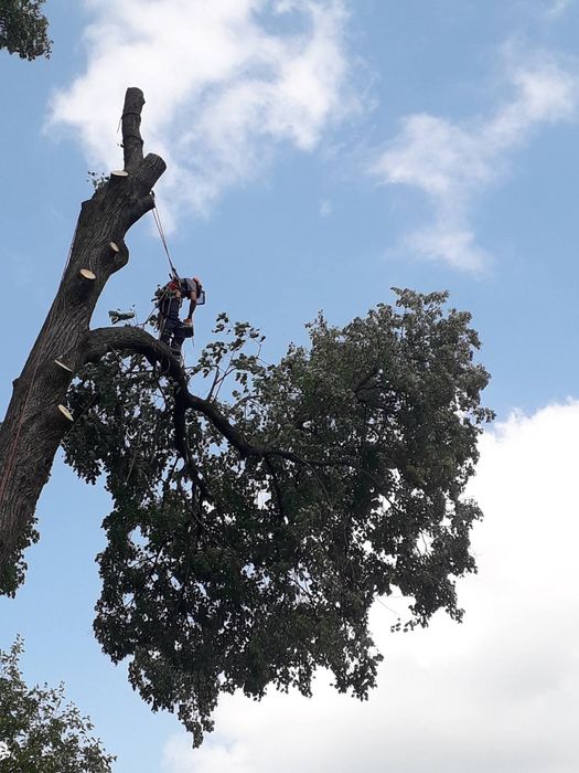 Видалення дерев Корчування пнів Благоустрій. Є послуги ЩЕПОРІЗА