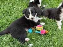 Border Collie wyjątkowo piękna suczka z rodowodem