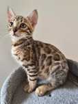 Kocurek Bengalski gotowy do odbioru