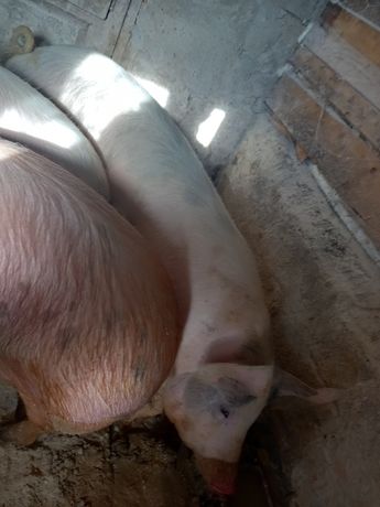 Продам свиней кг 140 160 хотинський р,н