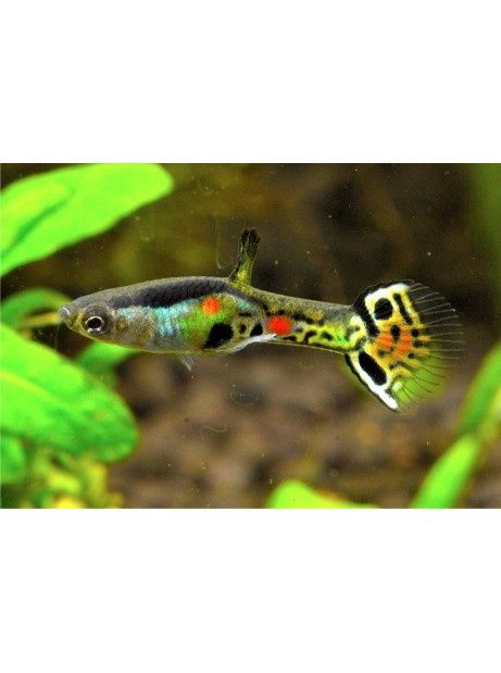 Endler Cumana Rainbow