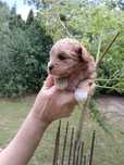 Maltipoo - piesek