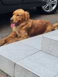 Zapowiedź miotu Golden Retriever ciemno złote