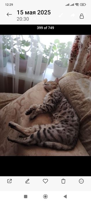 Кошечка в добрую семью.