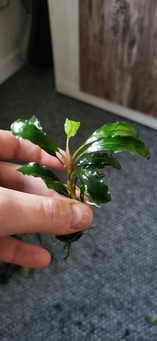 17 sztuk Bucephalandra roślina do akwariów