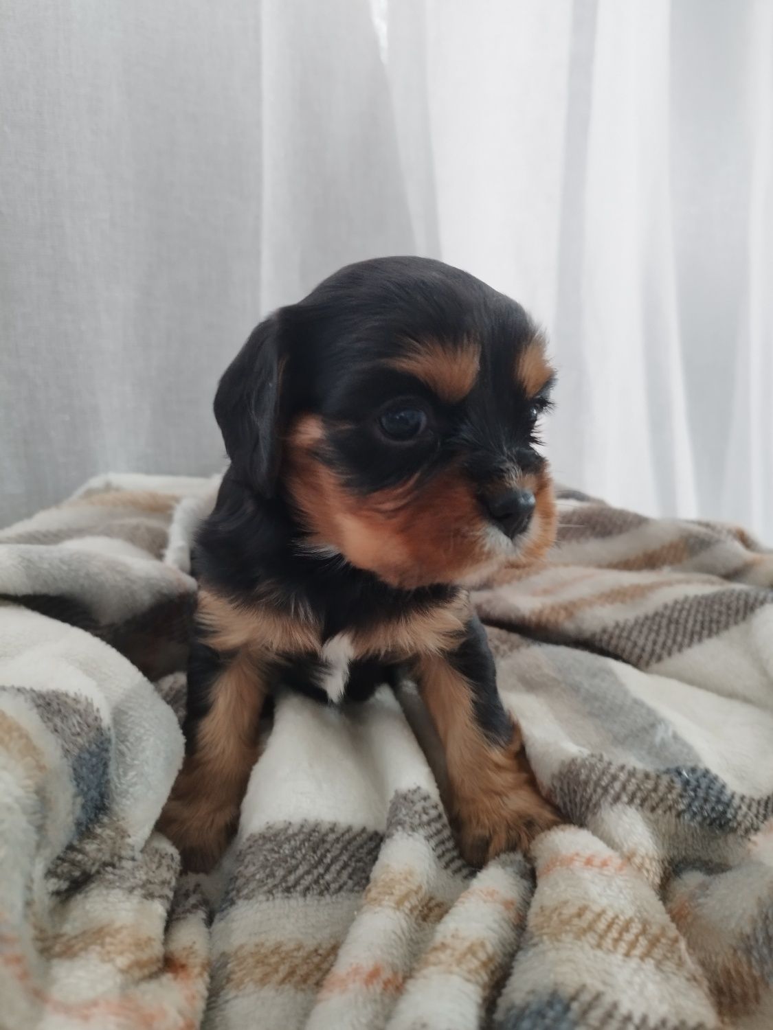 Samiec cavalier king charles spaniel