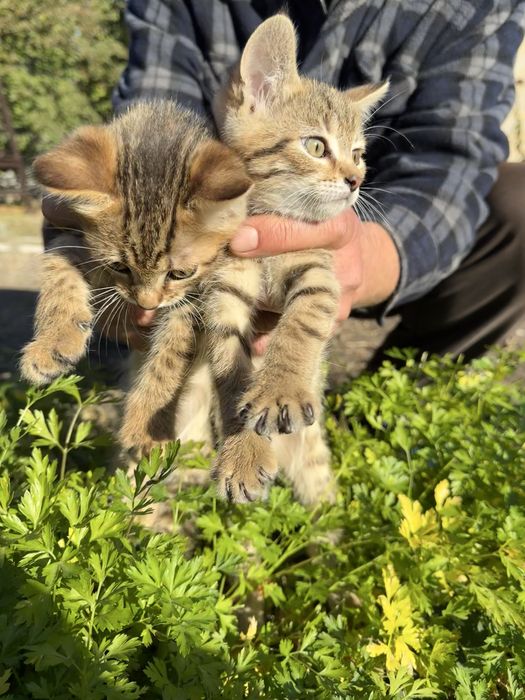 Віддам пухнастий релакс в добрі руки