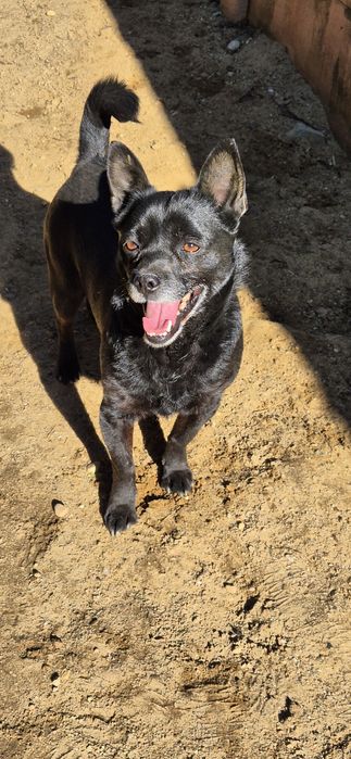 Piesek Około 4 lata