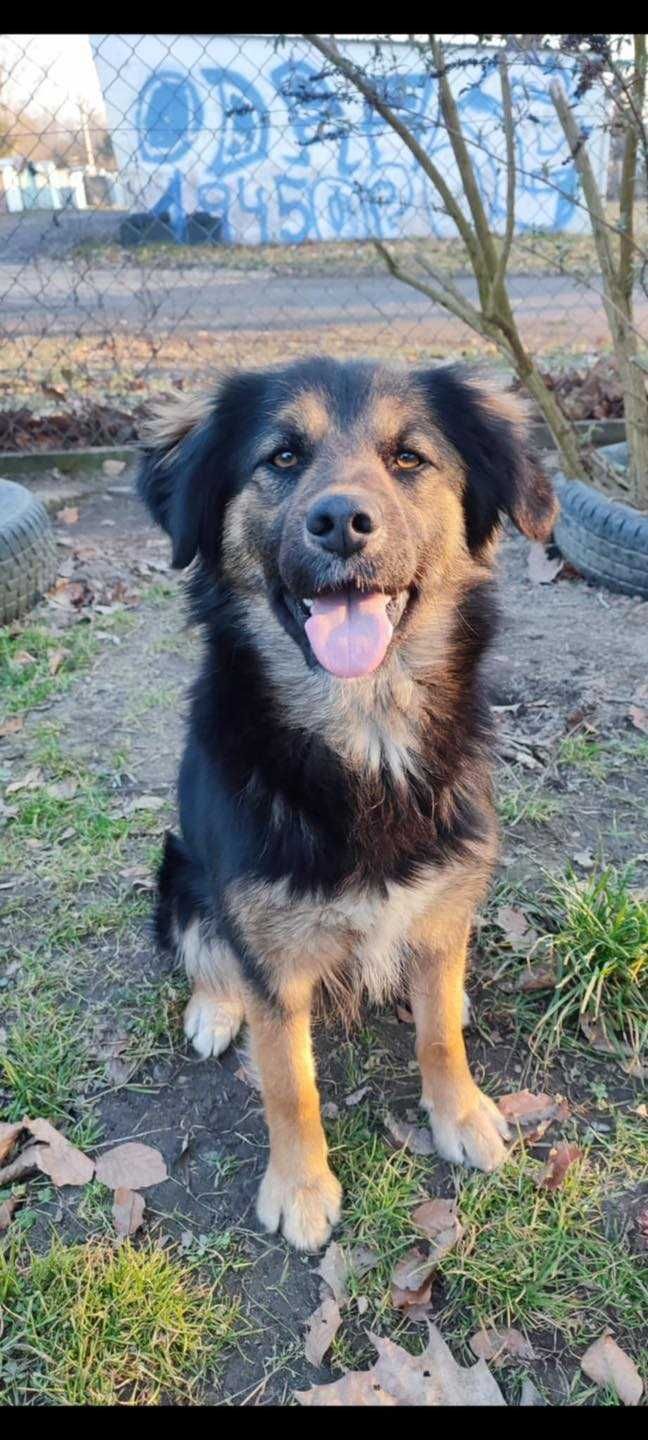 Molly to ok roczna sunia w typ.owczarka czeka na adopcję TOZ Opole