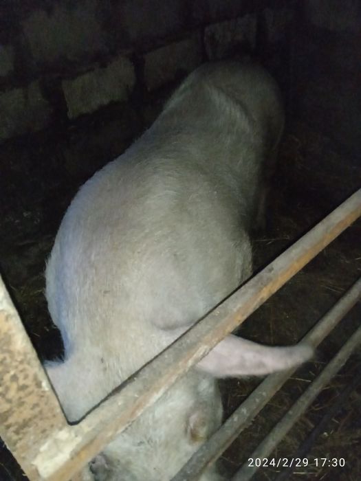 Продам хряка на племя