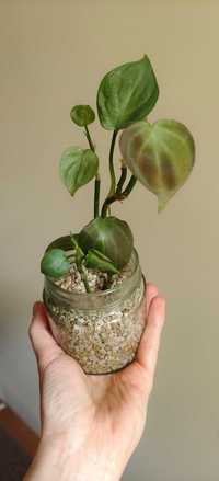 Philodendron Camposportoanum