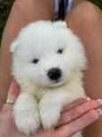 samoyed szczenię