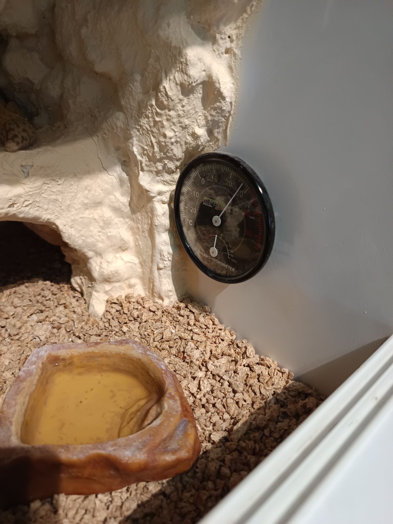 Gekon lamparci samiczka Tangerine Tremper Albino + terrarium