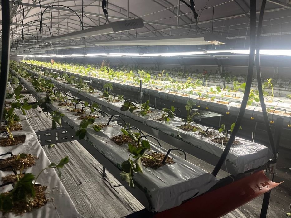 Технологічне тепличне господарство