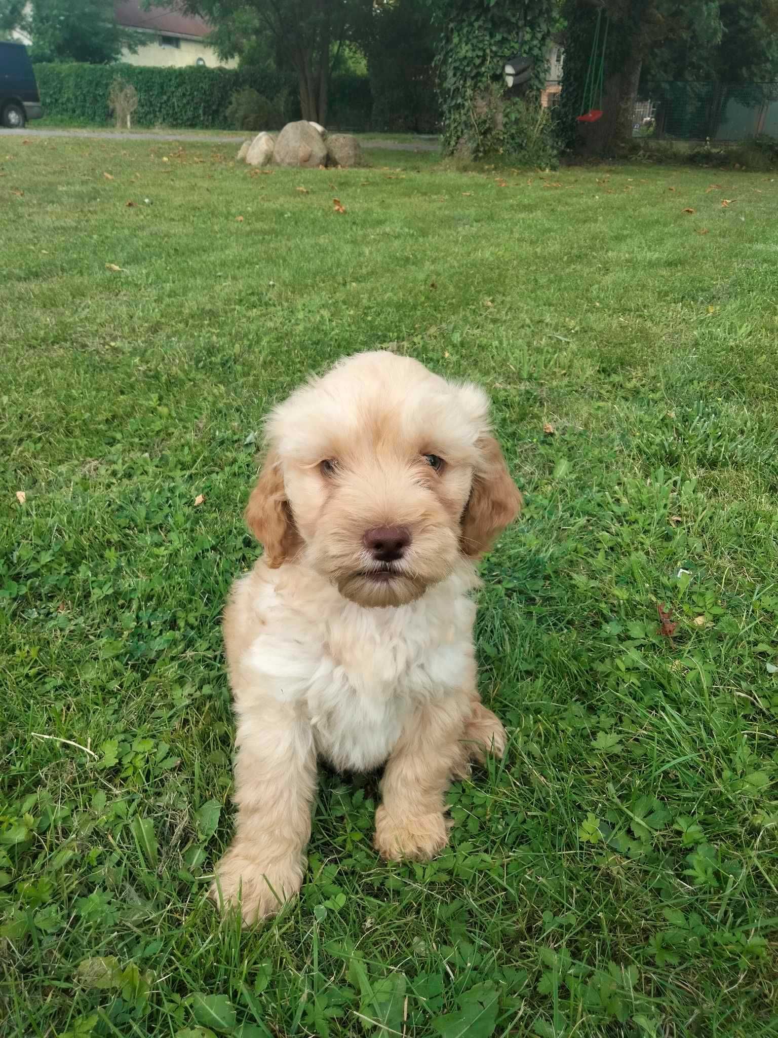 Labradoodle szczenie F1 B