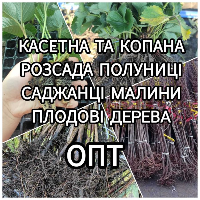 Саджанці полуниці Розсада малини Плодові дерева Саженцы клубники