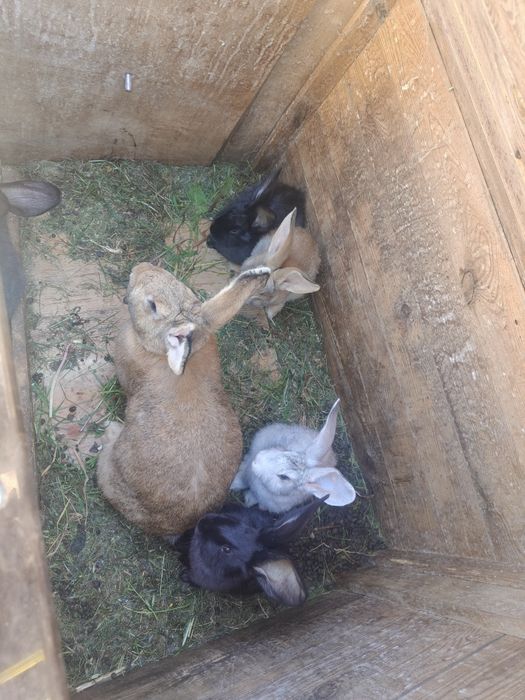 Króliki 4 miesięczne  oraz kaczki bieguski