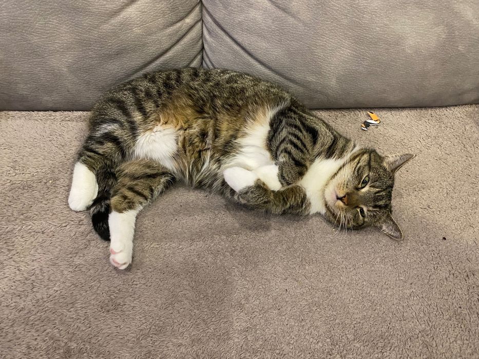 Oddam kotkę w dobre ręce