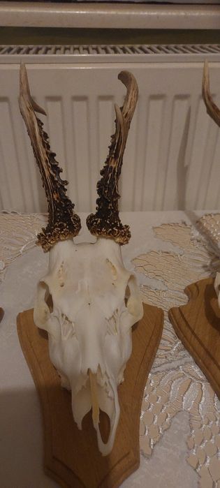 Poroża  kozioł sarna