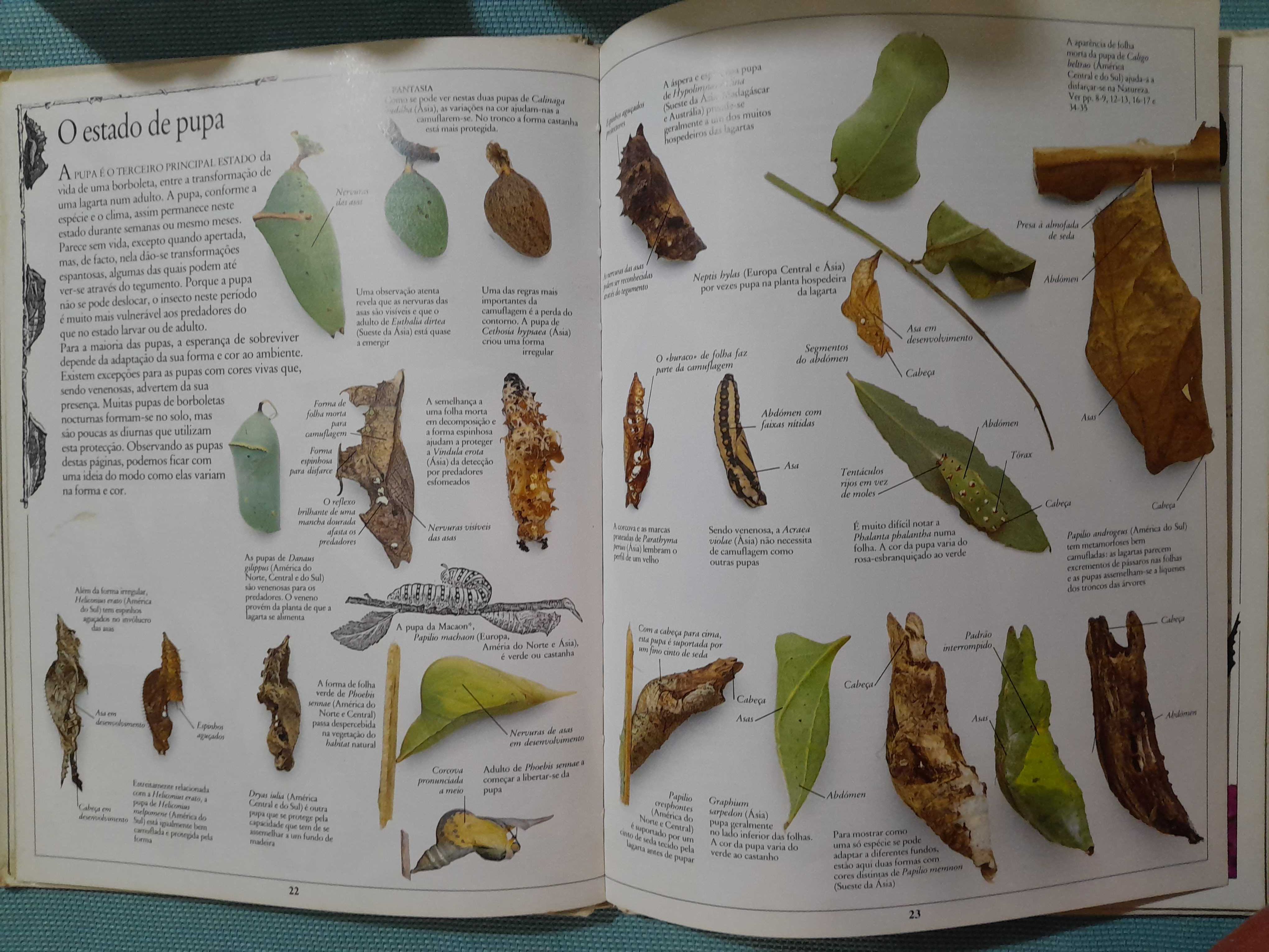 Livros Enciclopédia Visual Verbo Plantas Dinossauros Borboletas