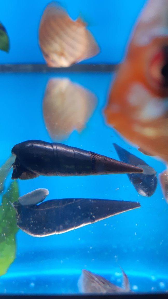 Tylomelania Black Devil