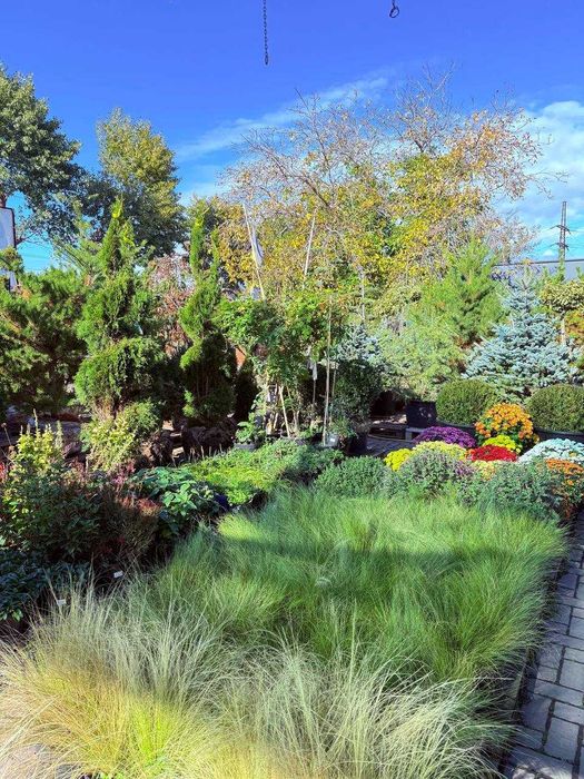 Продам туї, сосни, ялини, ялівці, гортнзії, магноліі, троянди