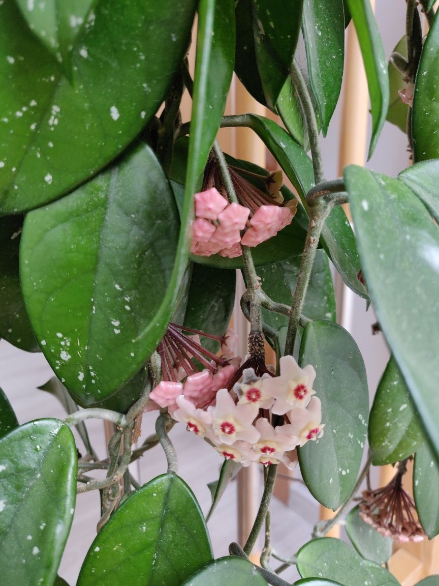 Sadzonki rośliny Hoja różowa (Hoya carnosa), kwiat