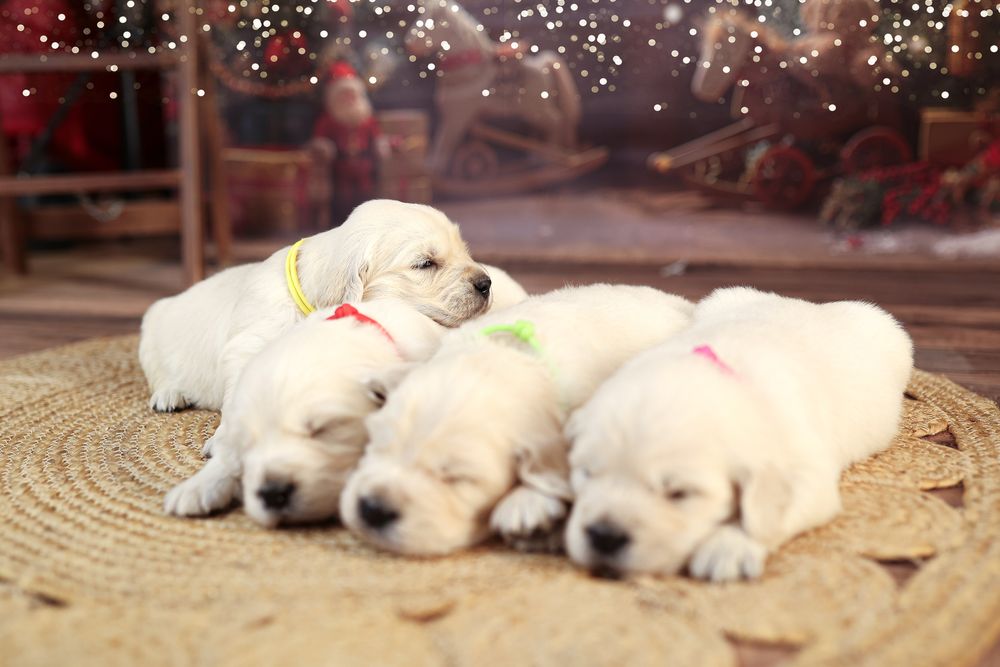 Szczeniak Golden Retriever FCI ZKwP