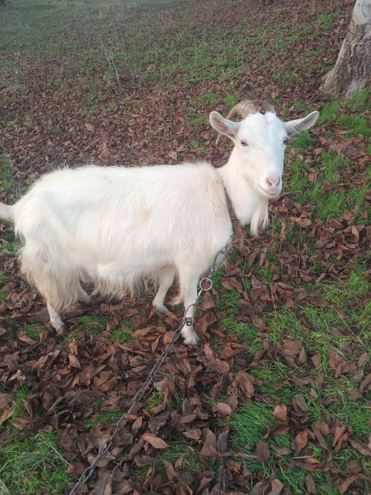 Продам козу та козенят.