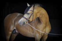 Zloty Attila  kuc DRP 145 cm