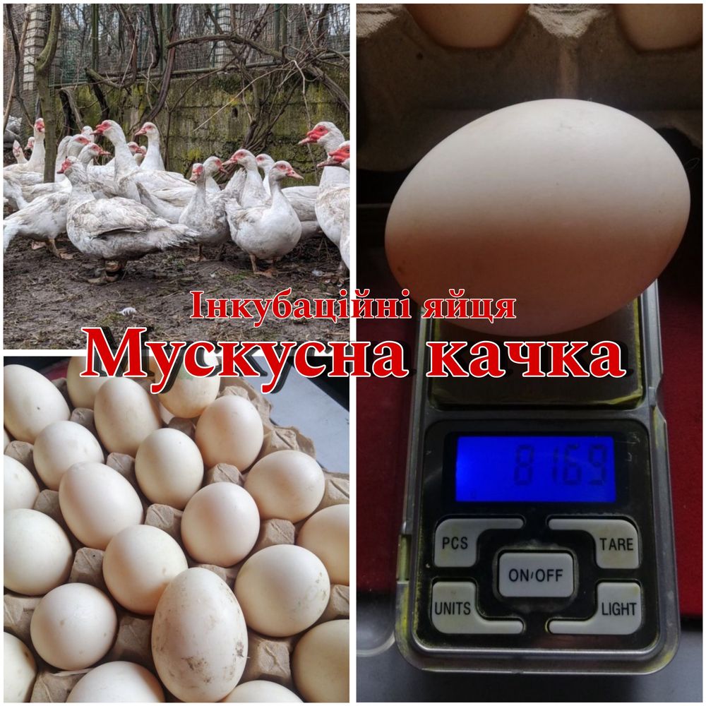 Інкубаційні яйця Мускусної качки