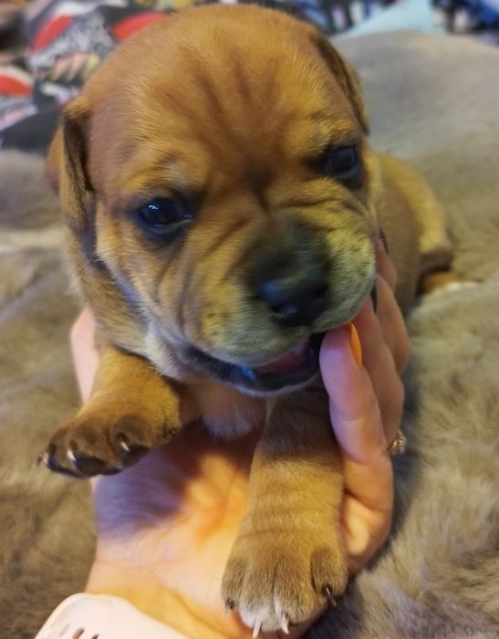 Staffordshire Bull Terrier staffik