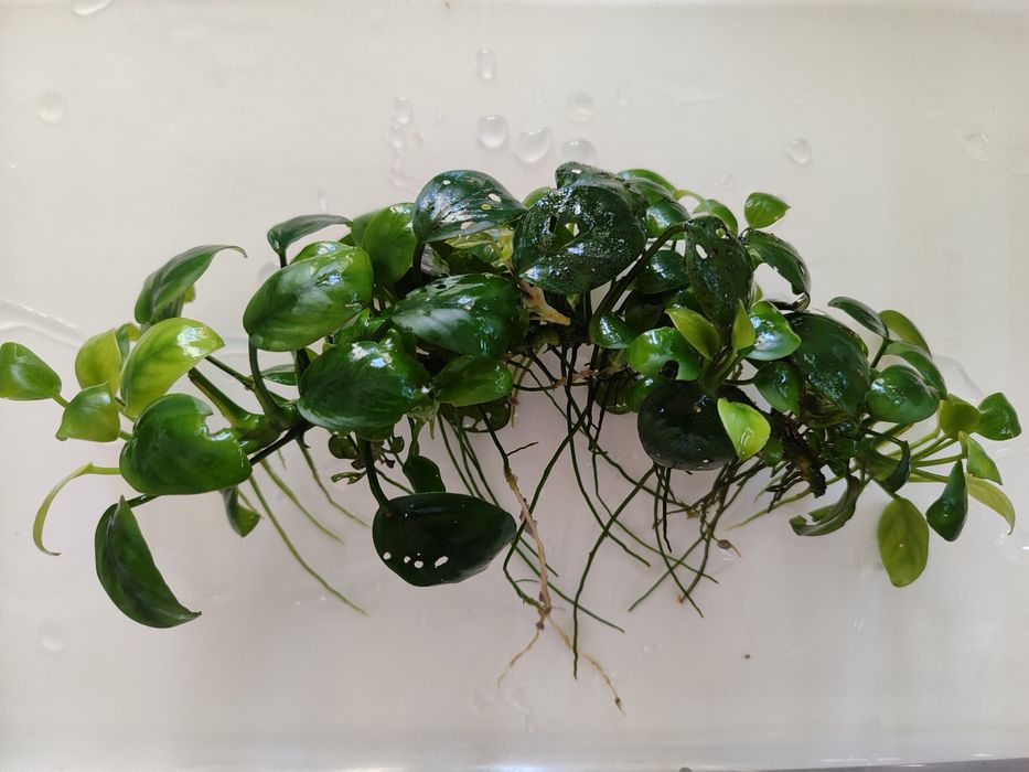 Аквариумное растение "Анубис".