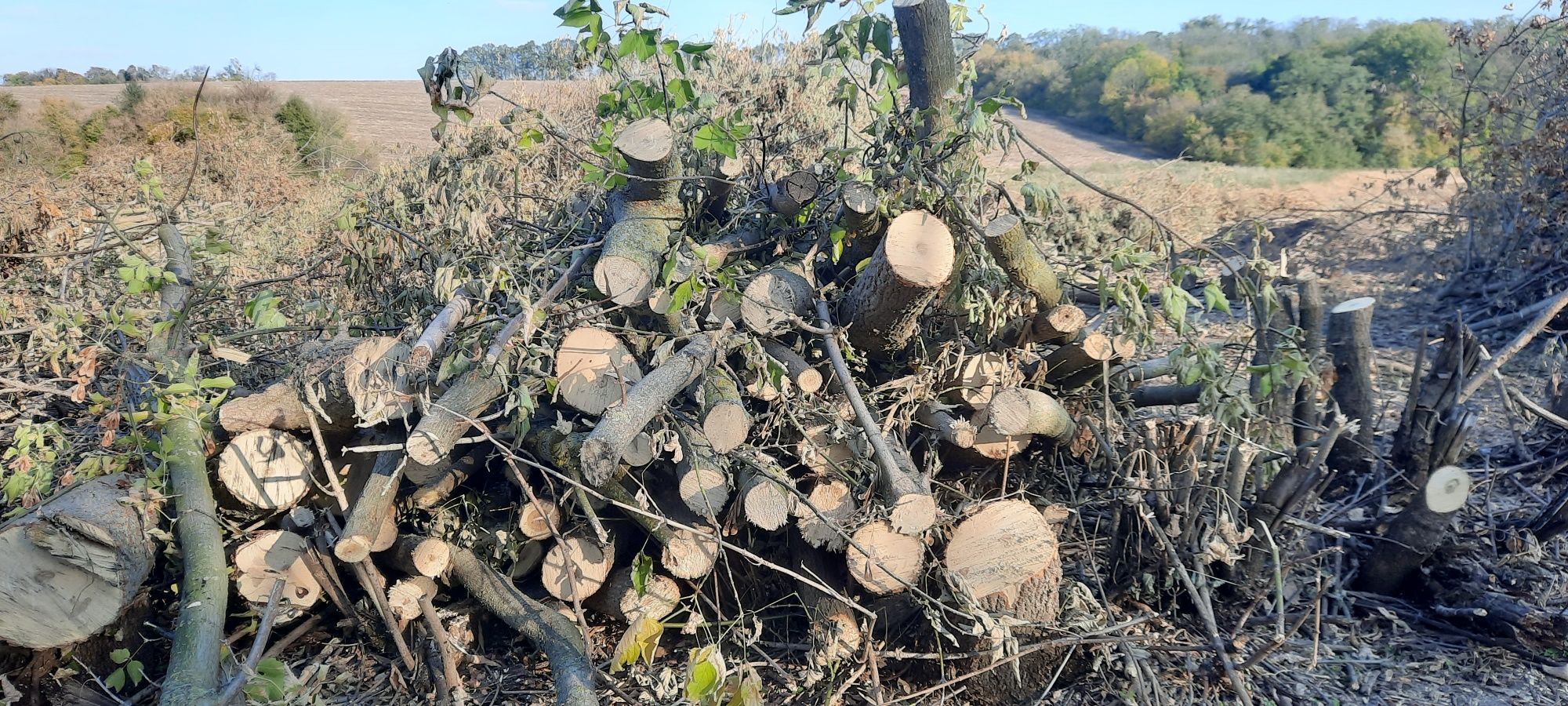 Дрова енергетичні дешево