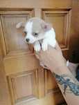 Chihuahua krótko włose