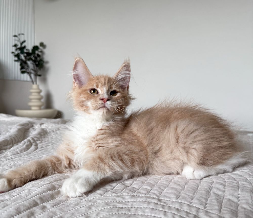 Cudna kremowo biała koteczka Maine Coon