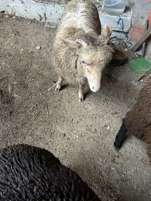 Animais de quinta burregas